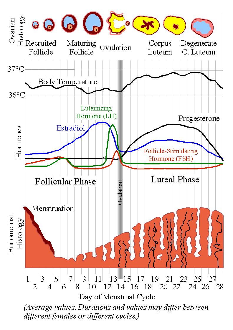 PHYSIOLOGY OF THE MENSTRUAL CYCLE By Lyrl - Derived from