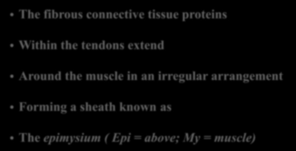 12 Epimysium (epi = above) The fibrous connective tissue proteins Within the tendons extend Around the
