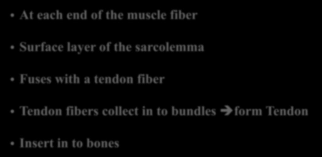 16 Tendon At each end of the muscle fiber Surface layer of the sarcolemma Fuses
