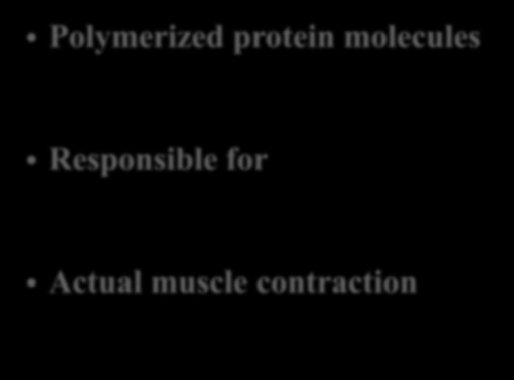 21 Myosin & Actin Myofilaments Polymerized protein