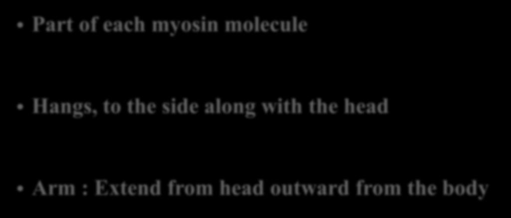31 Myosin Myofilaments : Arm Part of each myosin molecule Hangs, to