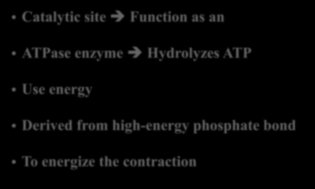 39 Myosin Myofilaments Head Catalytic site Function as an ATPase enzyme Hydrolyzes