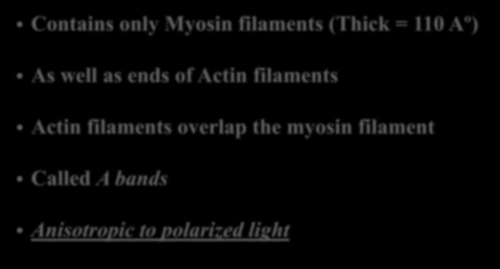 61 Dark bands ( A bands) Contains only Myosin filaments (Thick = 110 Aº) As well as ends of Actin