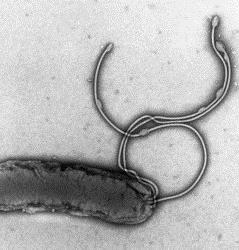 Warren discovered Campylobacter pyloridus ---