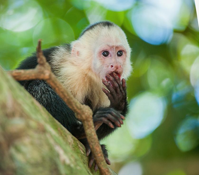 primate biology and behavior