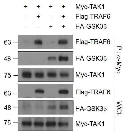 13 a b Supplementary Figure 11. GSK3b forms a ternary complex with TRAF6 and TAK1. HEK293T cells were transfected with the indicated combinations of expression plasmids.