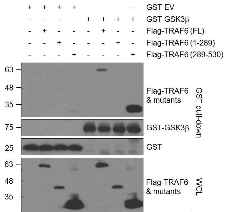 15 a b Supplementary Figure 13. The N-terminal region of GSK3b spanning amino acids 1-120 is required for interaction with TRAF6.