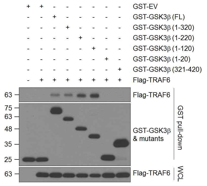 HEK293T cells transfected with the indicated plasmids were subjected to GST pull-down followed by Western blotting with the indicated