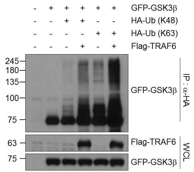 16 Supplementary Figure 14. TRAF6-mediated GSK3b ubiquitination occurs through K63 linkage.