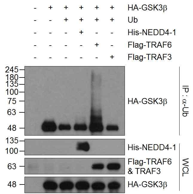 17 Supplementary Figure 15. TRAF6, but not NEDD4-1 or TRAF3, ubiquitinates GSK3b.