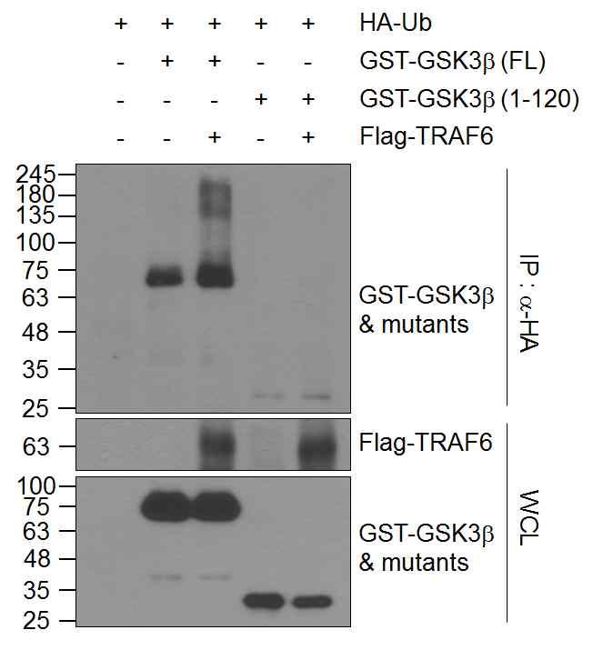 20 Supplementary Figure 17. TRAF6 fails to promote ubiquitination of GSK3b (1-120) mutant.