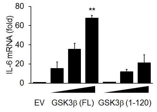 21 Supplementary Figure 18. Effects of GSK3b (1-120) overexpression on IL-6, TNF-a and c- Fos mrna expression.