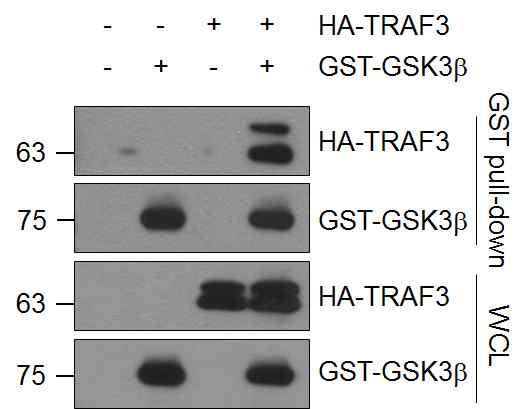 23 a b Supplementary Figure 20. GSK3b associates with TRIF, TRAF3, and TBK1.