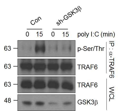 24 Supplementary Figure 21. Effects of GSK3b on serine/threonine phosphorylation of TRAF6. RAW264.