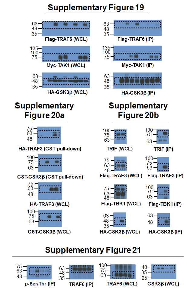 41 Supplementary Figure 22.