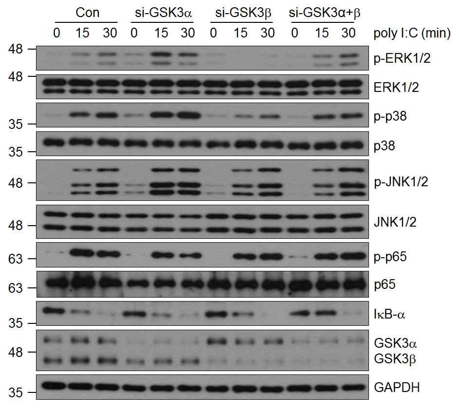 7 Supplementary Figure 5. Effects of GSK3b knockdown on poly I:C-induced MAPK activation in BMDMs.