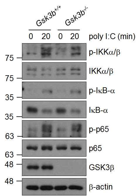 8 a b c Supplementary Figure 6. Effects of GSK3b deficiency on poly I:C-induced NF-kB activation.