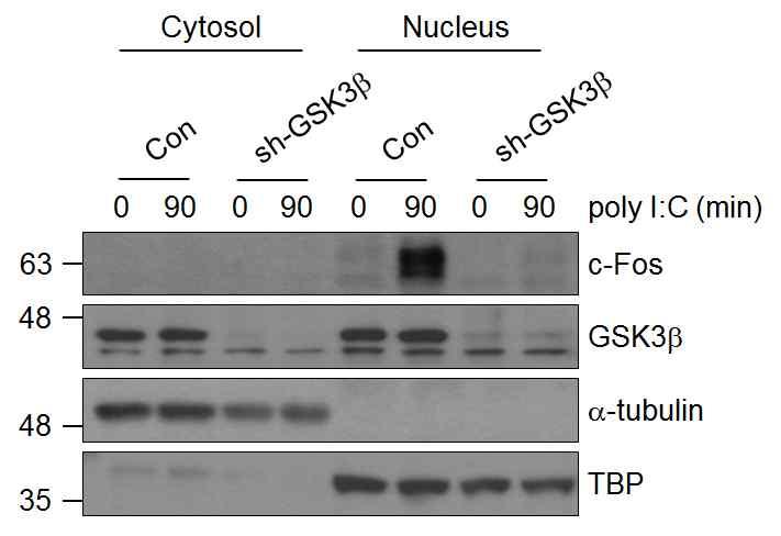 9 Supplementary Figure 7. Effects of GSK3b knockdown on nuclear levels of c-fos. Western blotting of nuclear c-fos in RAW264.