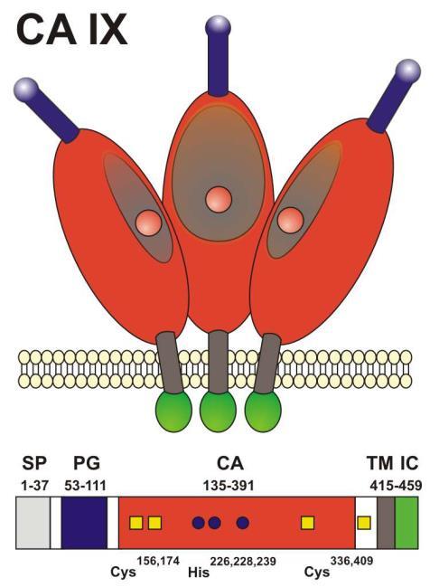 Carbonic Anhydrase IX (CAIX): A novel, highly specific tumour target Carbonic Anhydrase IX: a transmembrane glycoprotein (cell surface receptor) Functional role in acid/base metabolism Constitutively