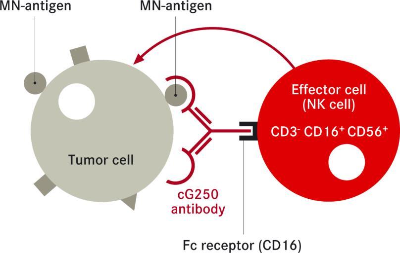 Mode of Action ADCC: Antibody Dependent Cellular Cytotoxicity Girentuximab binds to CAIX expressed on tumour cells The constant region of Girentuximab binds to the Fc receptor of natural killer cells