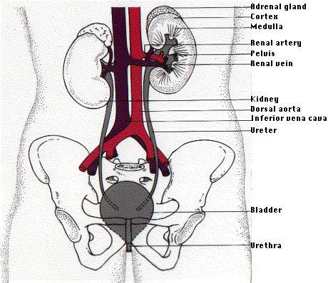 Excretory System-Training Handout Karen L. Lancour National Rules Committee Chairman Life Science Excretion - Excretion is the removal of the metabolic wastes of an organism.