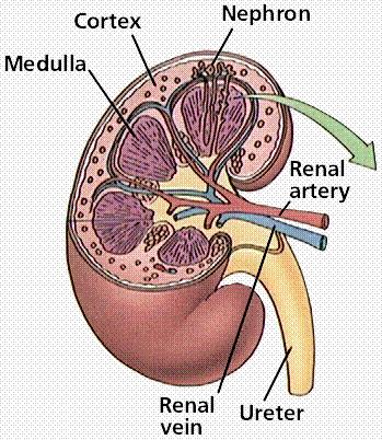 hours Urethra releases urine from the body by relaxing the sphincter muscle (circular muscle around