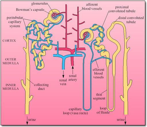 secretion involves active transport - removes residues from toxins drugs, more urea and uric acid into urine, excess potassium ions, and regulates ph of blood Nephron basic unit of kidney Overview of