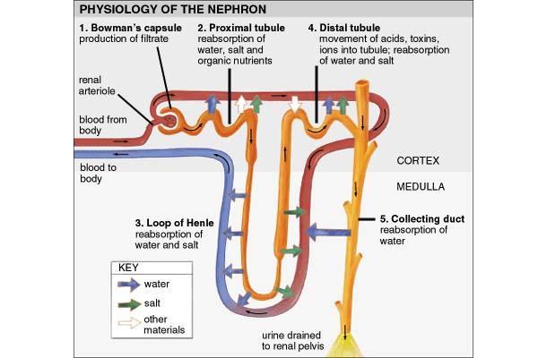 STAGES OF URINE FORMATION IN THE NEPHRON Glomerular filtration into Bowman s Capsule o substances move from blood in glomerulus to the Bowman s capsule Tubular Reabsorption of solutes and water o
