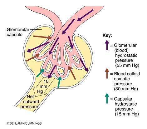 Glomerular Filtration A. Filtration Membrane 1. hydrostatic pressure forces 1/5 of blood fluid through capillary walls into glomerular capsule 2. filtration membrane has three parts a.