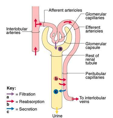 D. Intrinsic Controls: Regulation of Glomerular Filtration 1. renal autoregulation rate of FILTRATE production must be coordinated with reabsorption rate 2.