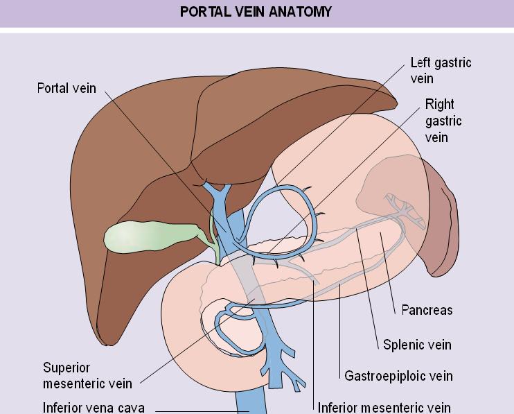 SURGICAL ANATOMY Portal venous anatomy in portal hypertension.