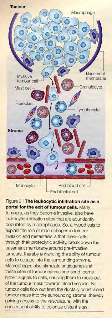 Leukocytes and tumor