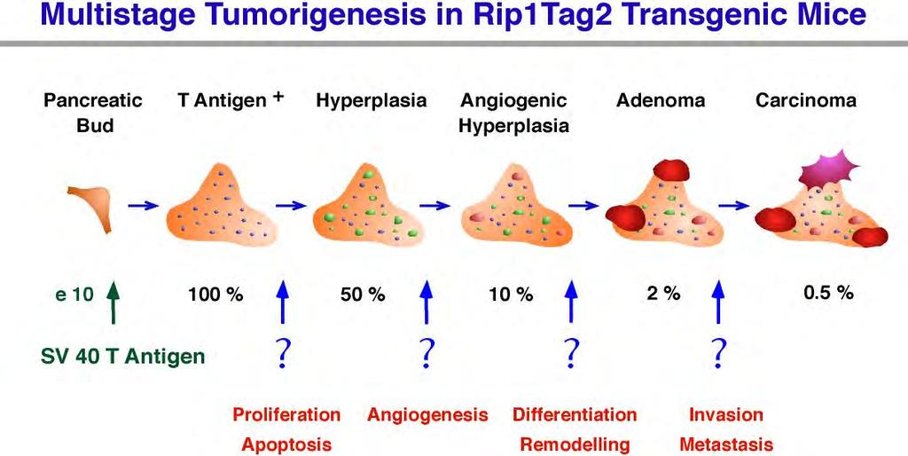 Multistage tumorigenesis in Rip1Tag2