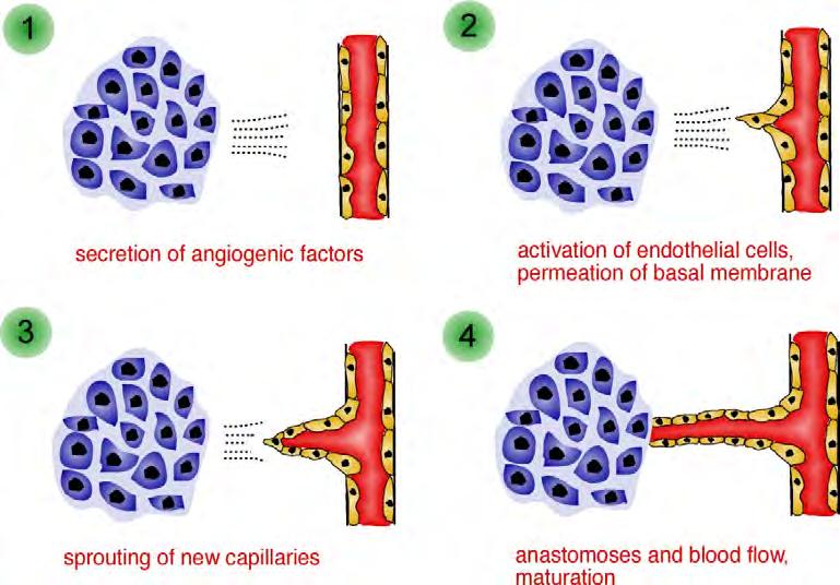 Cellular Events in Tumor