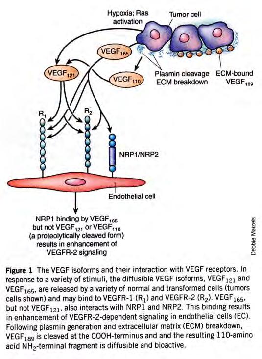 Activation of Vascular