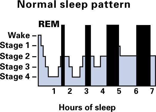 The Electroencephalogram REM NREM Approximate 90 minute cycles of