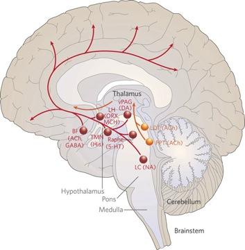 A Neural Basis for Narcolepsy Malfunction of Behavioral State Circuits (Saper et al, Nature 437: 1257-1263, 2005 It has long been postulated that brainstem cell groups constitute a REM Switch that