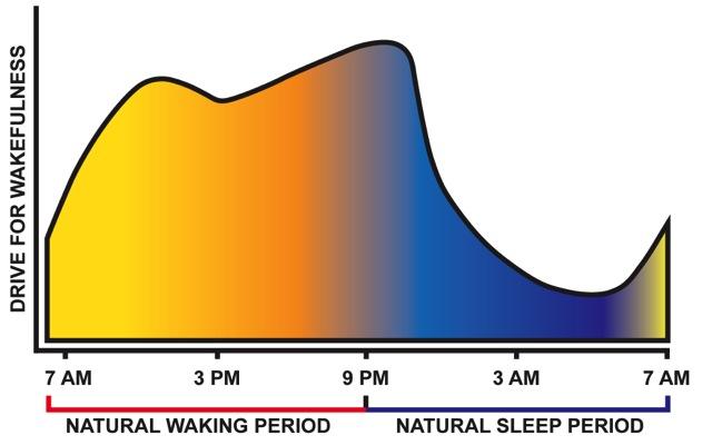The Human Condition The Sleep Wake Cycle (SWC) Consciousness alternates with periods of rest.