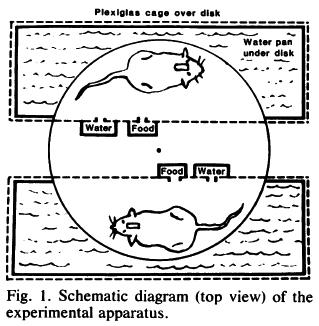 Sleep and Mortality Risk Yoked rats were instrumented to record EEG and placed on a disk over water in identical chambers. When EEG detected sleep stages in the deprived rat the disk rotated.