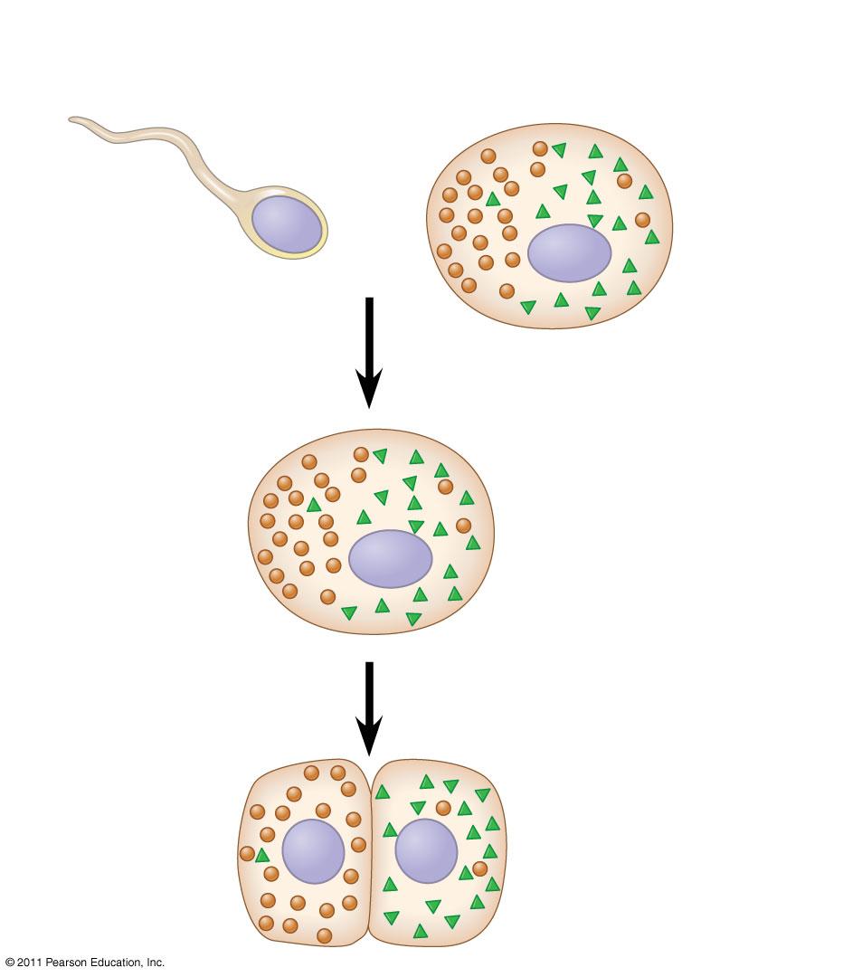 17a (a) Cytoplasmic determinants in the egg (a) Cytoplasmic determinants in the egg (b) Induction by nearby cells Unfertilized egg Sperm Unfertilized egg Nucleus Early