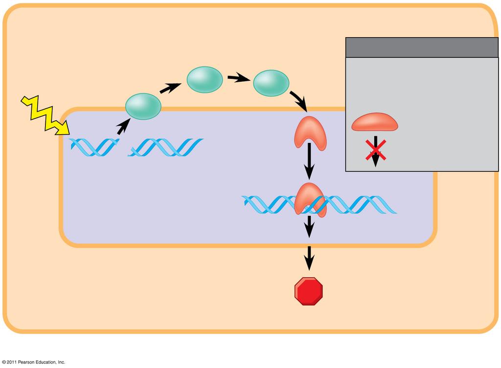 damage in genome (b) Cell cycle inhibiting pathway 3 Active form of p53 that inhibits the cell cycle MUTATION Defective or missing transcription factor, such as p53, cannot activate transcription.
