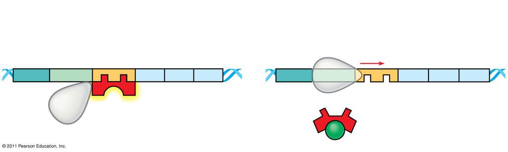 Bending of the enables activators to contact proteins at the promoter, initiating transcription.