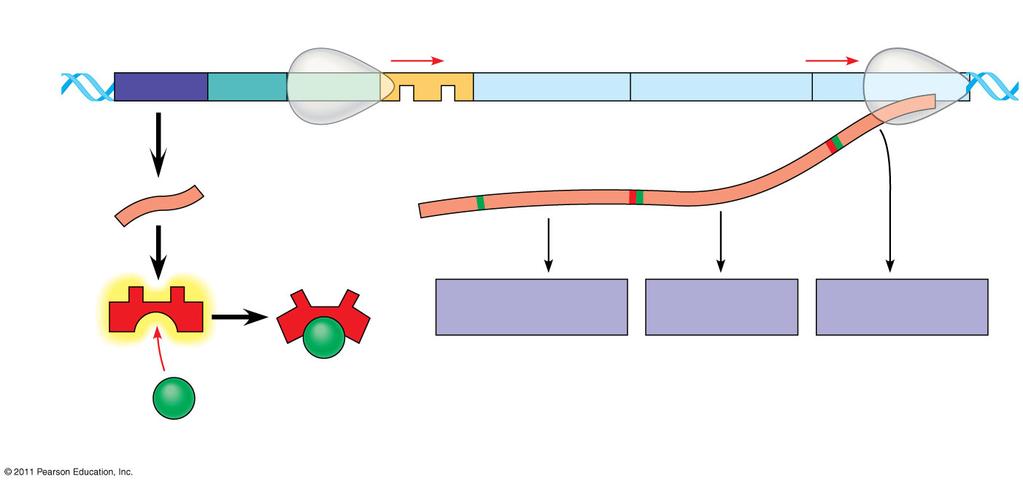 binding of a to the operator shuts off transcription The trp operon is a repressible operon An inducible operon is one that is usually off; a molecule called an inducer inactivates the and turns on