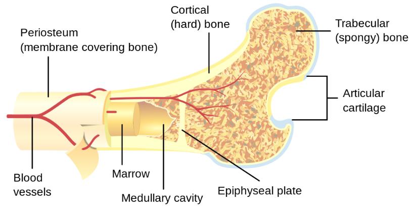 Extending around Inseparable from Surrounding Totally encasing Terms indicating borderline resectable Abuts Encased carotid artery 61 62 Cortex bone Deep invasion of bone (through cortex)