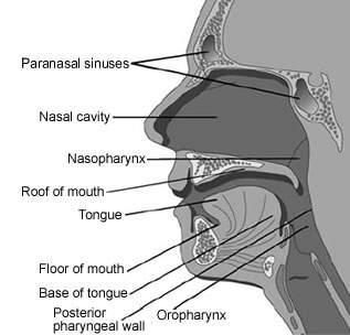 Nasopharynx Nasopharynx Chapter 9 Behind nose, above soft palate Connects nose to back of mouth - Breathe - Swallow mucus Epithelial tumors only Unique table for LNs (same for cn and pn) Definition
