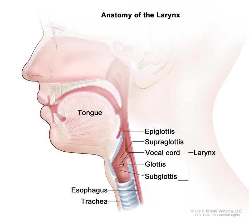 Oropharynx (p16-), Hypopharynx Larynx Chapter 13 Clinical staging PE, especially palpation RLN Cranial nerve evaluation Endoscopy Imaging (CT, MRI, PET) Pathological staging Complete resection