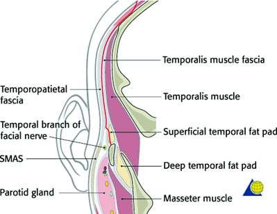 The temporoparietal fascia (superficial temporal fascia): superiorly continuous with galea aponeurotica.