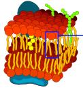Synapse formation requires nutritional precursors and cofactors Folic acid B12 Vit C EPA B6 Phospholipids