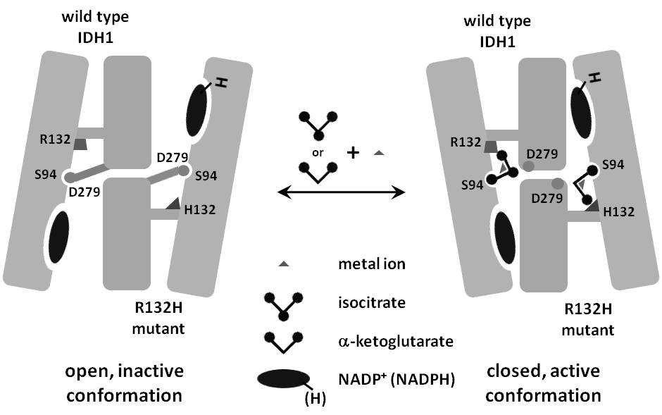 422 Molecular Targets of CNS Tumors NADPH-dependent reduction of α KG to 2-HG (Fig. 1) (Dang et al., 2010).