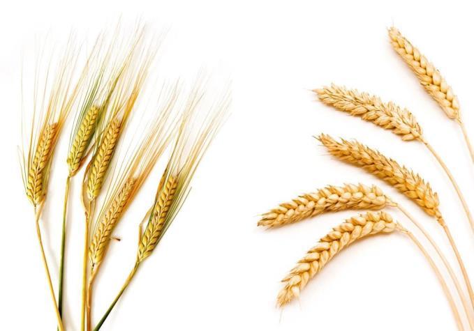 Ingredient sources: Materials and Methods Wheat: Mainly soft wheat 10-11% protein; Some CPS and small chance of Hard Red Spring; Grown within 100-160 km radius of Irma, AB; Rye: Hybrid variety